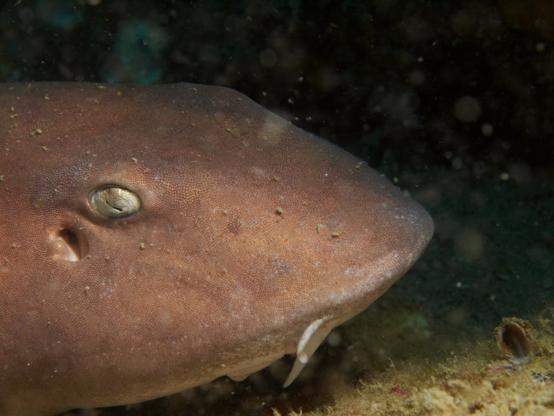 Bamboo Shark